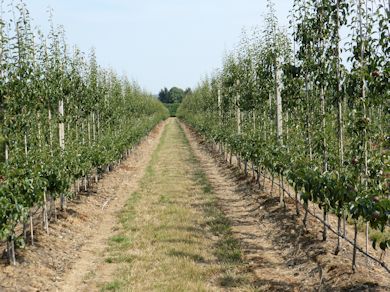 Sweet Sensation a Comice type pear with a red blush